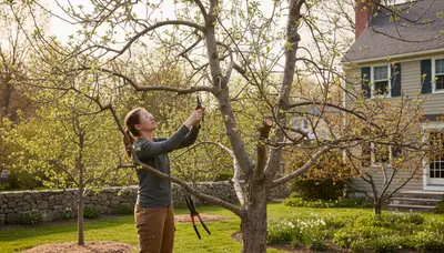 Arborist pruning fruit tree in Waltham MA backyard orchard for healthy growth and harvest optimization