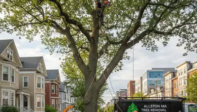 Professional tree removal service in Waltham MA safely clearing large oak tree