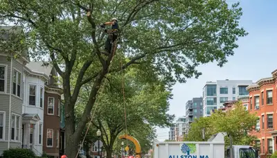 Professional tree removal service crew working safely in Waltham, MA neighborhood