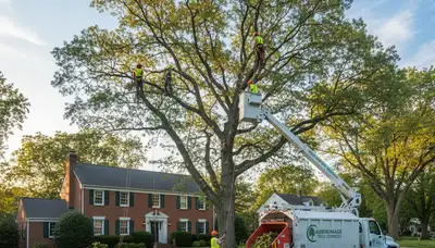 Professional tree removal service in Waltham MA safely cutting and clearing large oak tree