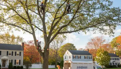 Professional tree removal service in Waltham MA safely cutting and clearing residential trees
