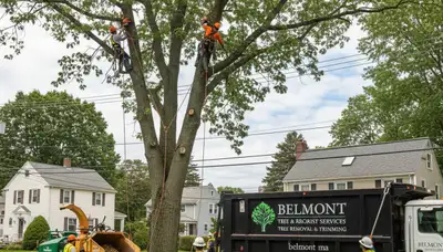 Professional tree removal service in Waltham MA safely cutting and clearing large oak tree