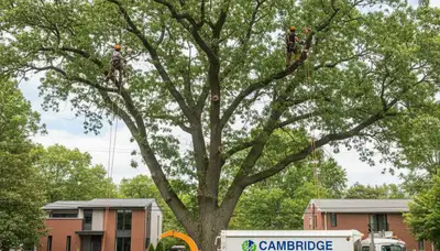 Professional tree removal service in Waltham MA safely clearing residential trees