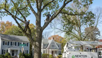 Professional tree removal service in Waltham MA safely cutting and clearing large oak tree