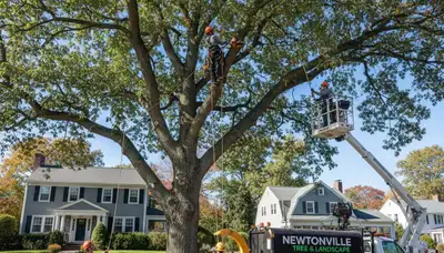 Professional tree removal service in Waltham MA safely cutting and clearing large trees