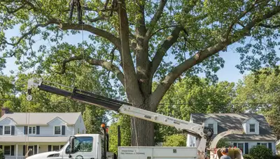Professional tree removal service in Waltham MA safely clearing large oak trees
