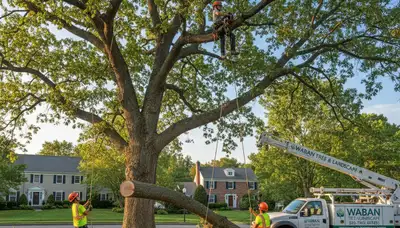 Professional tree removal service team working safely in Waltham MA
