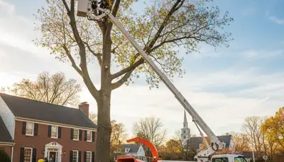 Professional tree removal service in Waltham MA safely cutting and clearing large trees