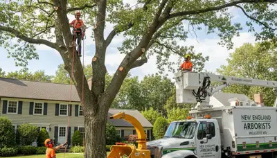 Professional tree removal service in Waltham MA safely cutting and clearing large oak tree