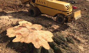 Stump Removal in Waltham MA Stump Removal Services in Waltham MA Stump Removal Professionals Waltham MA Tree Services in Waltham MA
