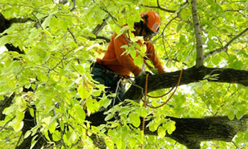 Tree Trimming in Waltham MA Tree Trimming Services in Waltham MA Tree Trimming Professionals in Waltham MA Tree Services in Waltham MA Tree Trimming Estimates in Waltham MA Tree Trimming Quotes in Waltham MA